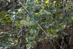 Rubia cordifolia
